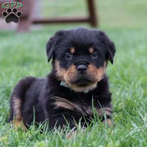 Ryder, Rottweiler Puppy
